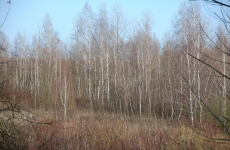 die Grenze